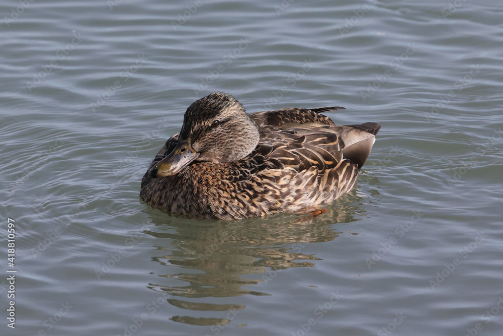 Mallard ducks in lake in winter on sunny day
Mallard ducks in lake in winter on sunny day