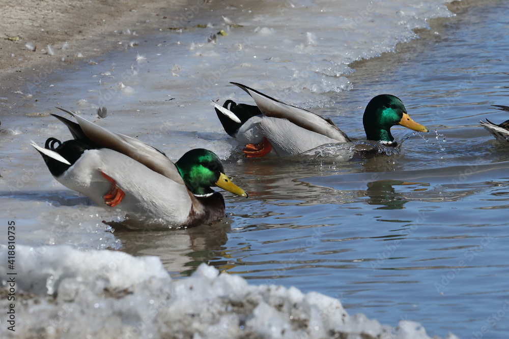 Mallard Geese at the lake in winter swimming, walking on ice, flying, looking for food and pairing up for breeding season
Mallard Geese at the lake in winter swimming, walking on ice, flying, looking for food and pairing up for breeding season