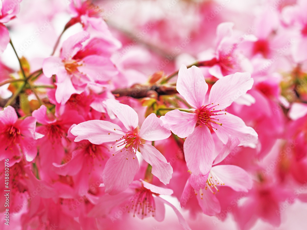 Close-up of pink cherry blossom in Nantou,Taiwan