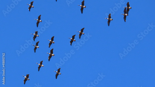 Canada Geese Migrating