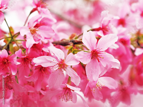 Close-up of pink cherry blossom in Nantou Taiwan