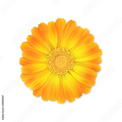 top view of realistic 3d orange and yellow calendula or marigold flower bud isolated on white background, stock vector illustration design element for design