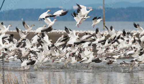 Flock of Snow Geese
