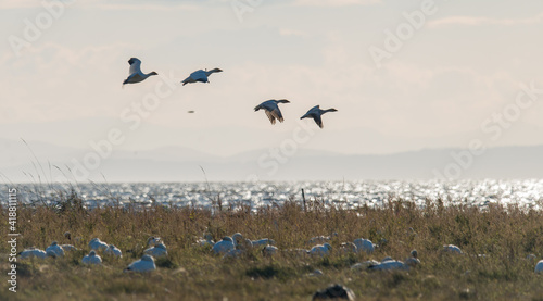 Snow Geese in flight