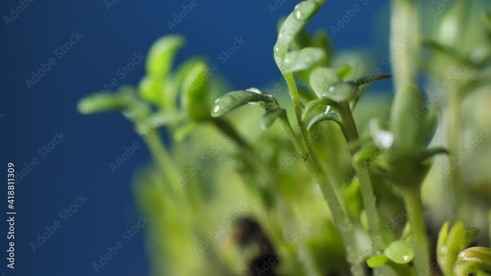 Micro greens on a blue background slowly rotate. Cress salad delicious new shoots Micro greens on a blue background slowly rotate. Cress salad delicious new shoots