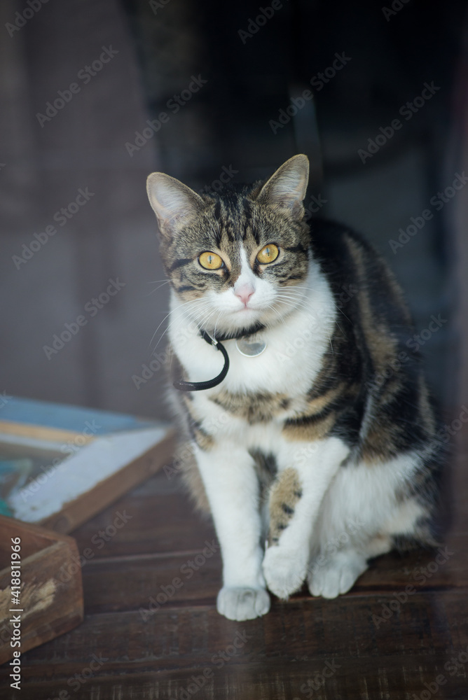 Portrait of domestic car standing on a wooden table behind a window Portrait of domestic car standing on a wooden table behind a window