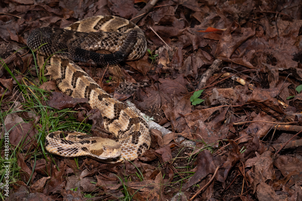 Fototapeta premium Timber rattlesnake slithering through leaves in Georgia