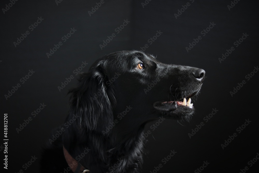 Black Dog gazing longingly toward the window lighting his face