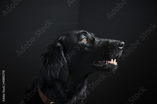 Black Dog gazing longingly toward the window lighting his face