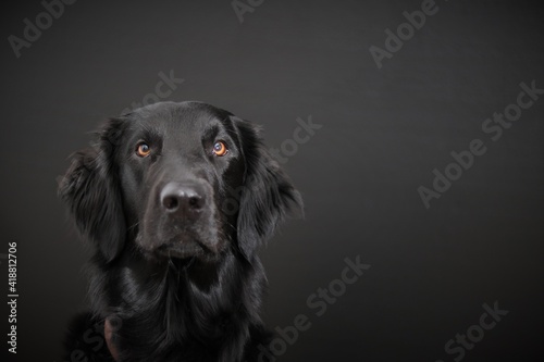 Flat Coated Retriever (black dog) attentively looking to the camera waiting for the Ball to be Thrown sitting in front of a black background