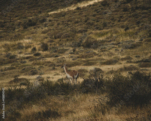 Fototapeta Naklejka Na Ścianę i Meble -  Wild animal Guanaco on arid grassy terrain.