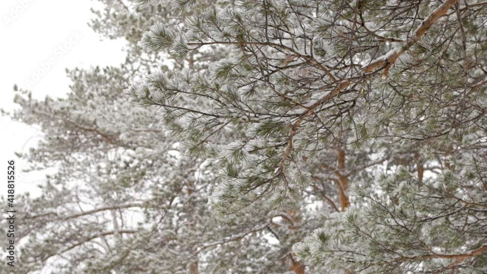 Snow falling at the fir trees branches. Snow falls from pine tree branch in a forest. Christmas holiday winter background. Snow falling at the fir trees branches. Snow falls from pine tree branch in a forest. Christmas holiday winter background.