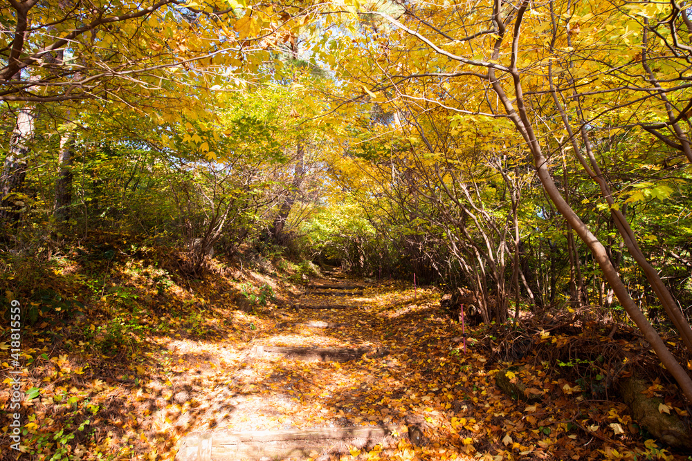 Fototapeta premium 紅葉の極楽寺寺