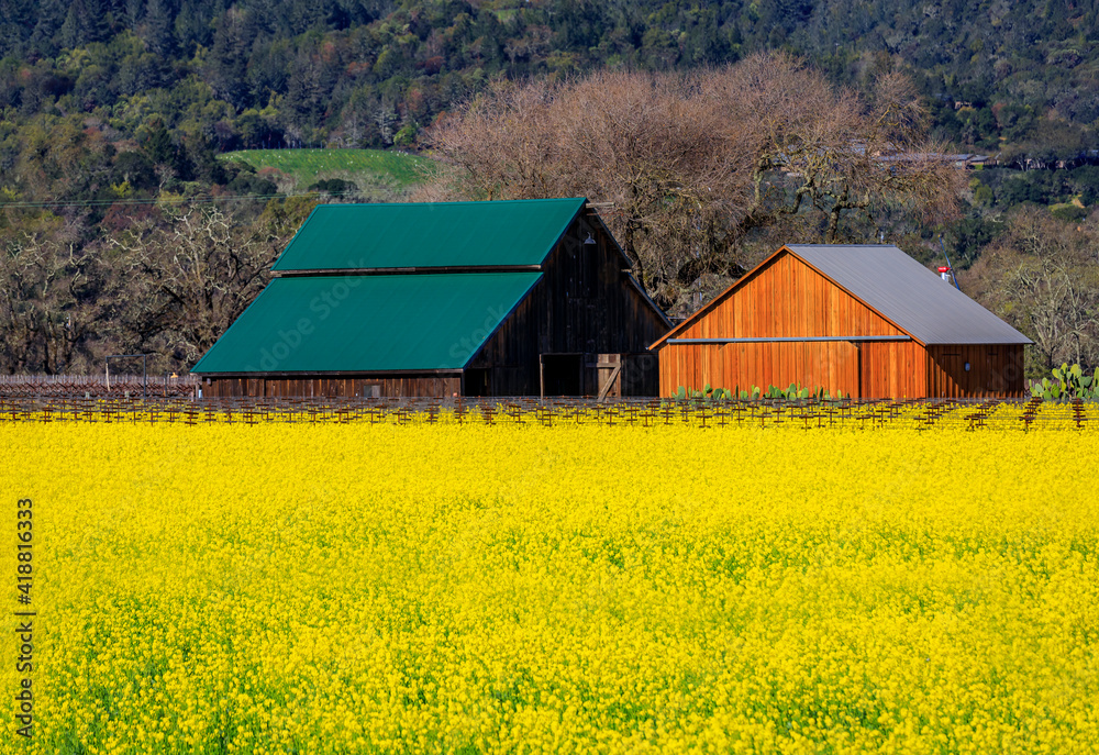 Golden yellow mustard flowers blooming between grape vines at a vineyard in the spring in Yountville Napa Valley, California, USA Golden yellow mustard flowers blooming between grape vines at a vineyard in the spring in Yountville Napa Valley, California, USA