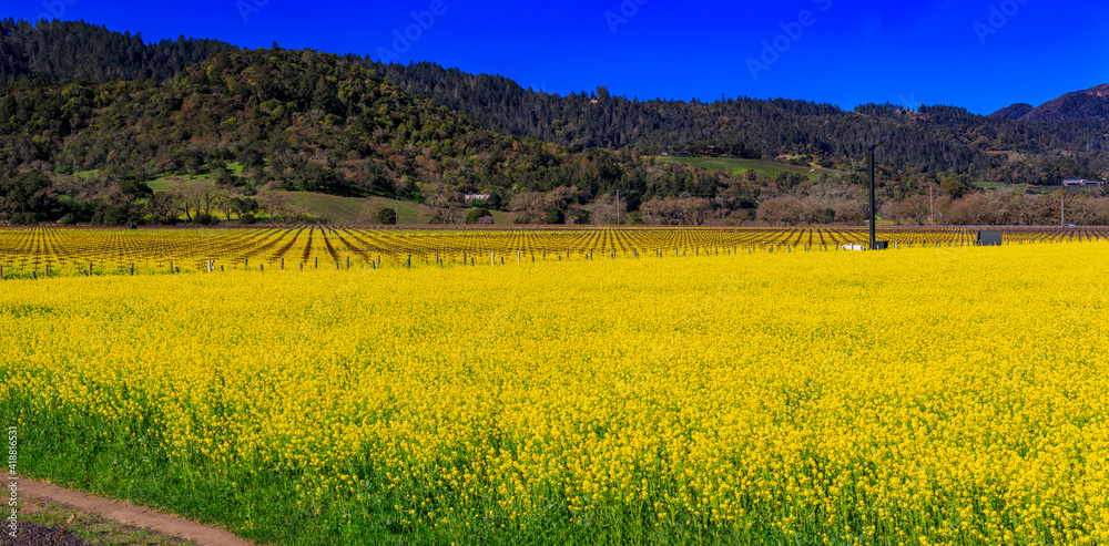Golden yellow mustard flowers blooming between grape vines at a vineyard in the spring in Yountville Napa Valley, California, USA
