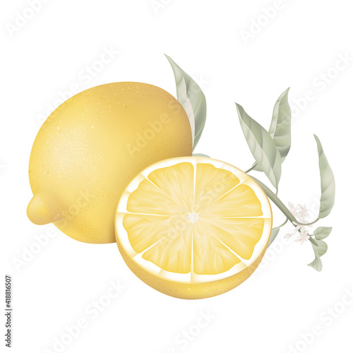 Fresh lemon and a slice portion with leaves on white