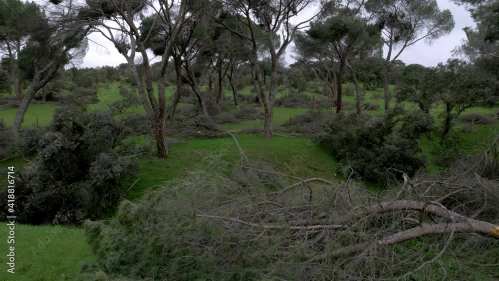Fallen trees in Madrid largest park Casa de Campo after Filomena snow blizzard in January 2021 with 500 thousand trees affected Fallen trees in Madrid largest park Casa de Campo after Filomena snow blizzard in January 2021 with 500 thousand trees affected