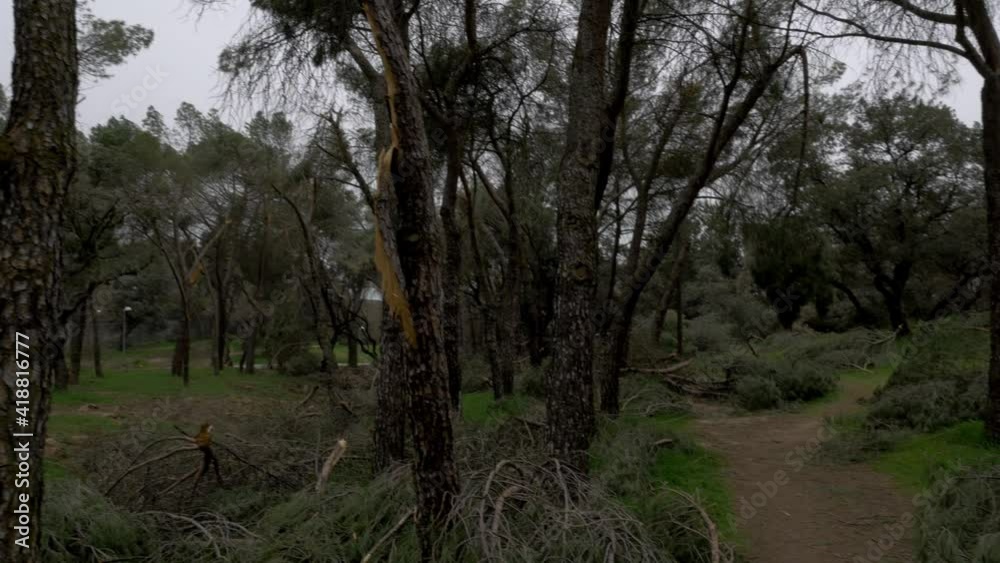 Fallen trees in Madrid largest park Casa de Campo after Filomena snow blizzard in January 2021 with 500 thousand trees affected Fallen trees in Madrid largest park Casa de Campo after Filomena snow blizzard in January 2021 with 500 thousand trees affected