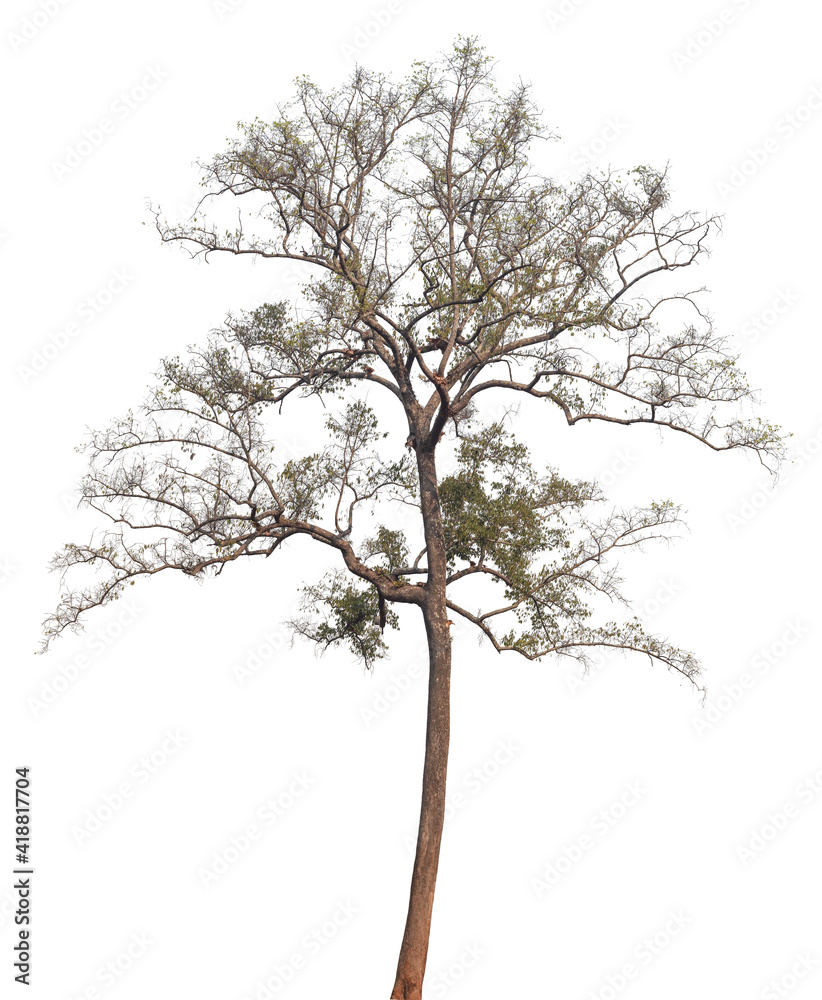 Obraz premium Tree isolated on white background