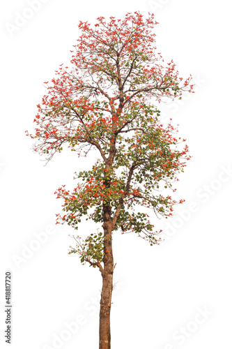 Red flower tree isolated on white background