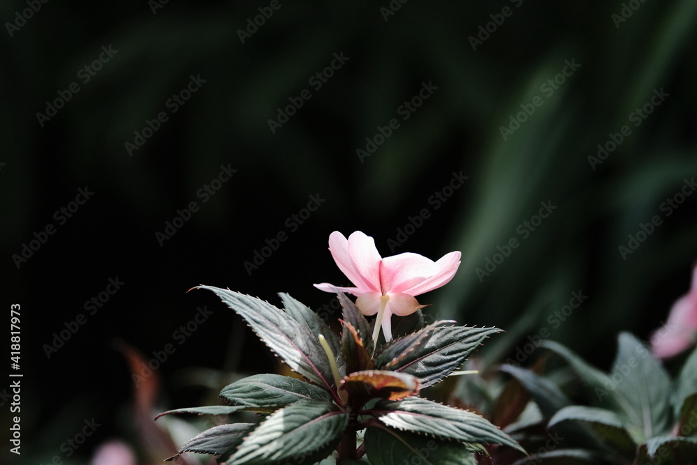 Fototapeta premium Beautiful Flower & Plants