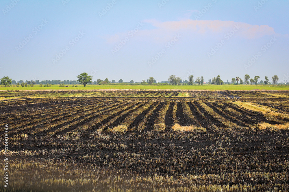 field of corn field of corn