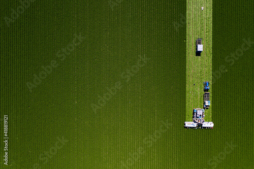 Fotografie, Tablou Green Farm Field Being Harvesting Lettuce Vegetables Aerial Drone photo Abstract
