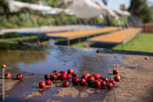 Wet coffee cherry in pulping machine photo