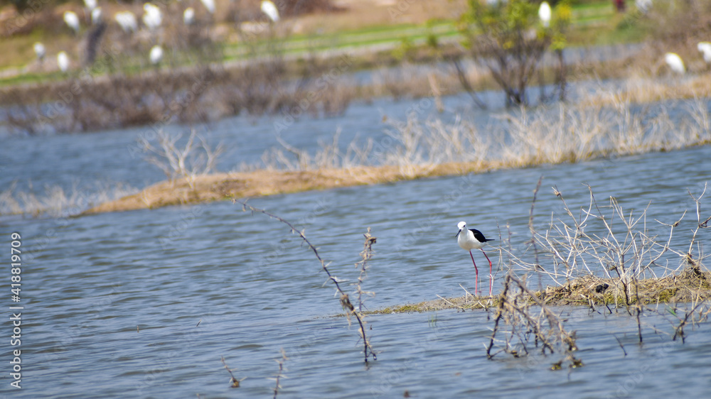 Bird in lake Bird in lake