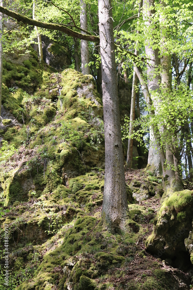 Fototapeta premium Felsformation Kletterfels Fels Kalkstein Karst im Wald Fränkische Schweiz Franken