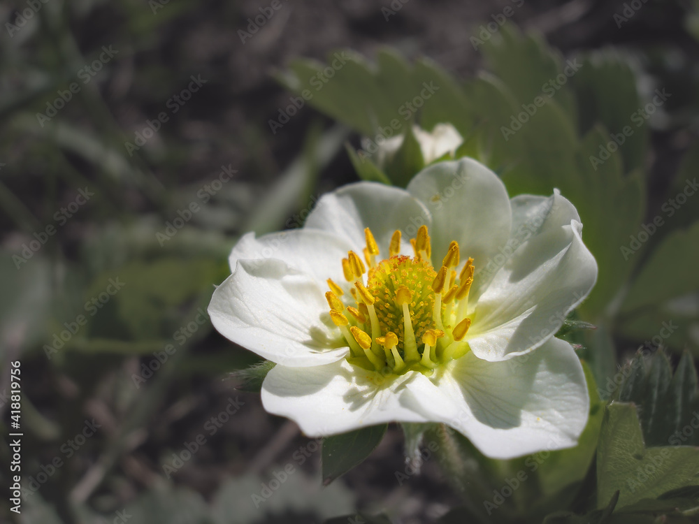 Macro flower strawberry. Organic strawberry cultivation . flowers and foliage. Gardening and agriculture concept.