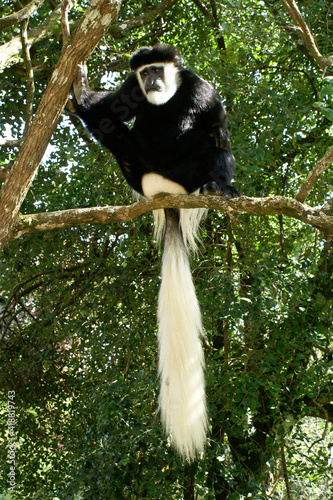 Tableau sur toile Eastern black-and-white colobus monkey sitting in tree, Kenya