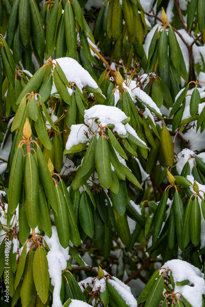 Obraz premium Frozen rhododendron leaves covered in fresh snow, as a nature background 