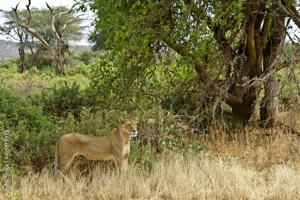 Lioness in bush, Samburu Game Reserve, Kenya Lioness in bush, Samburu Game Reserve, Kenya