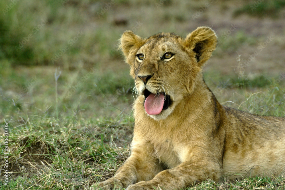 Obraz premium Lion cub yawning, Masai Mara Game Reserve, Kenya