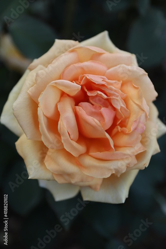 薔薇の姿