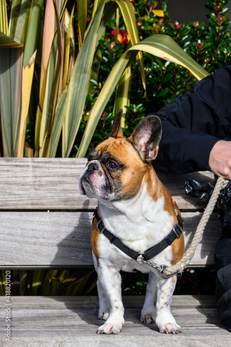 Fototapeta Naklejka Na Ścianę i Meble -  French bulldog standing on a wood bench on a sunny day
