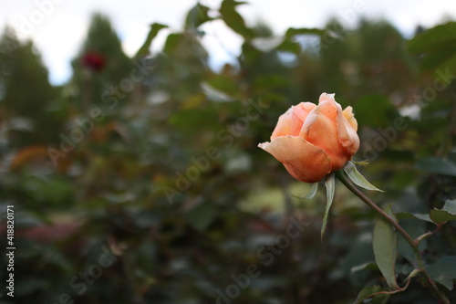 一輪の花