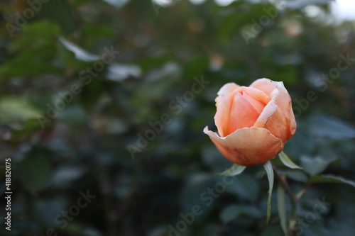 一輪の花