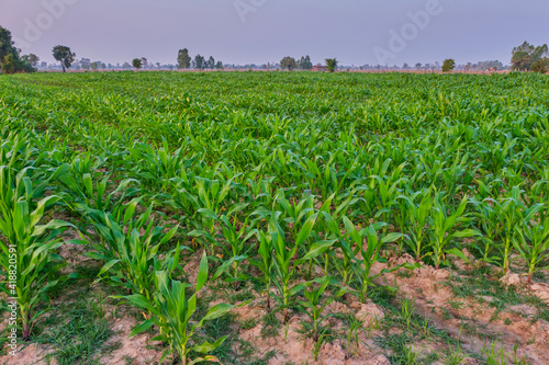 Corn field landscape outdoor in the morning