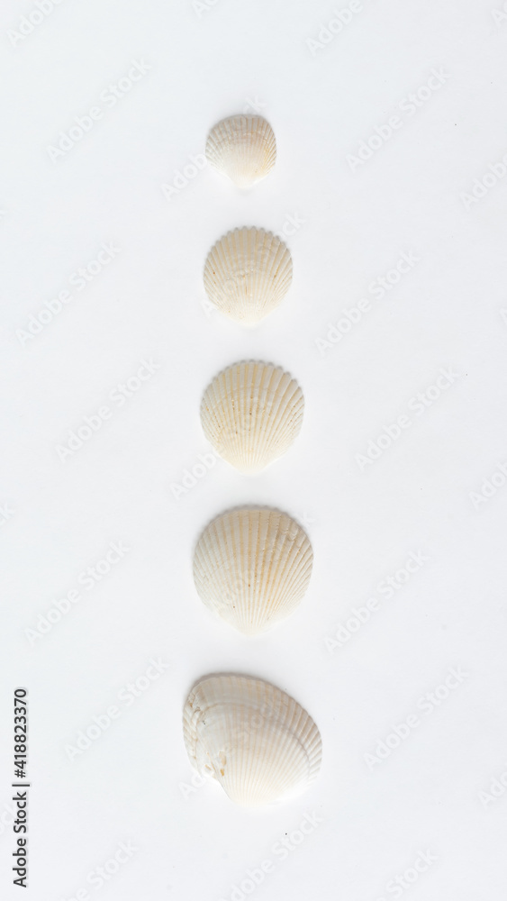 Fototapeta premium Various shells and corals on a white backdrop. Natural marine theme background with copy space.