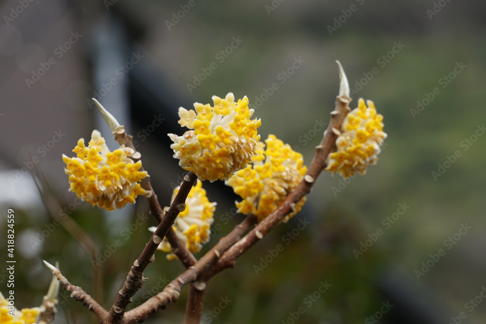 ミツマタの花ミツマタ, 花, 満開, 黄色, 自然, 植える, 緑, 植物, 咲く, マクロ, 野原, 葉, 木, 美しい, 色, アップ, 三椏, 三叉, 三枝, 結香, 幸草, 先草, 風景, 黄色い花, 群生, 春, 早春, 4月, 3月, ジンチョウゲ科, みつまた, 花びら, 落葉低木, ミツマタ属, 林, 森, 原料, 和紙, 素材, 和, 紙幣, 背景素材, 札, 和風, 材料, 　