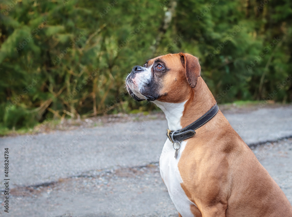 Female Boxer dog in training outdoors. The dog is sitting and waiting for a treat. Fawn color with black mask and white markings. Defocused trees with gravel road background. Selective focus.