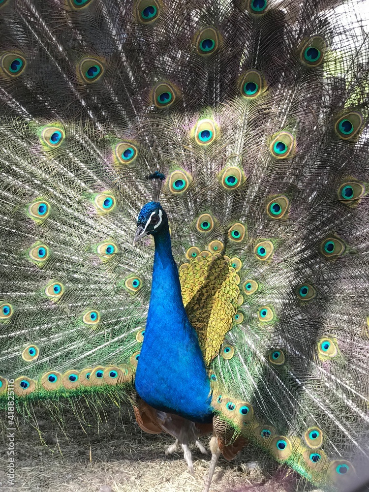Obraz premium Beautiful peacock bird in zoo cage bloomed large colored tail