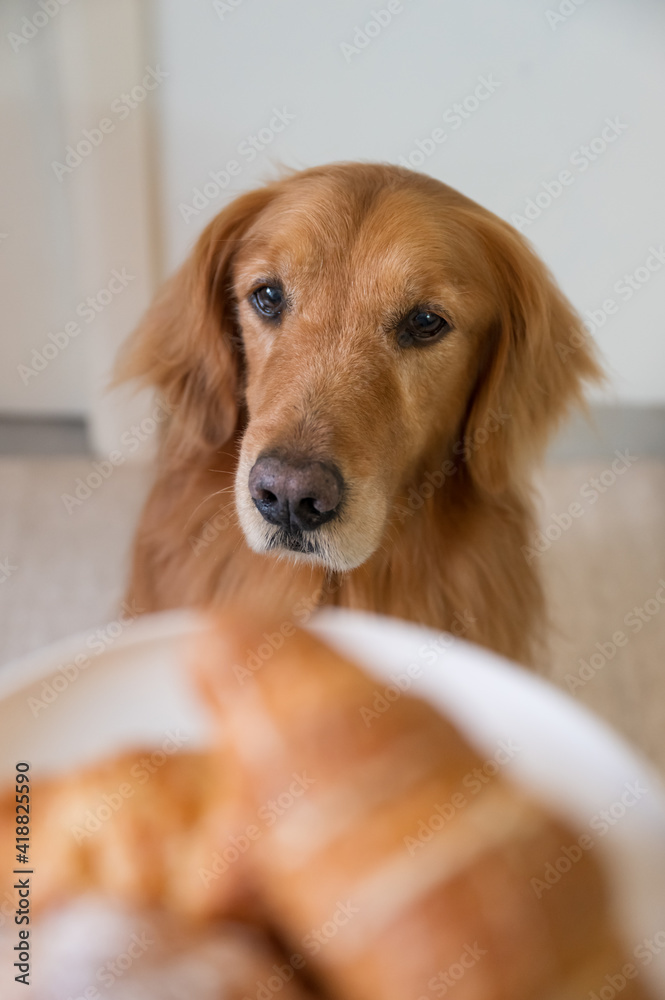 Golden Retriever is attracted by the bread in hand