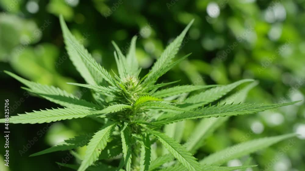 MACRO, DOF: Medicinal marijuana plant leaves sway in the warm summer breeze blowing across a remote farm. Detailed close up shot of a budding industrial cannabis plant growing at a large plantation. MACRO, DOF: Medicinal marijuana plant leaves sway in the warm summer breeze blowing across a remote farm. Detailed close up shot of a budding industrial cannabis plant growing at a large plantation.