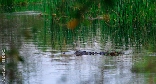 Alligator swimming the swamp of Florida 