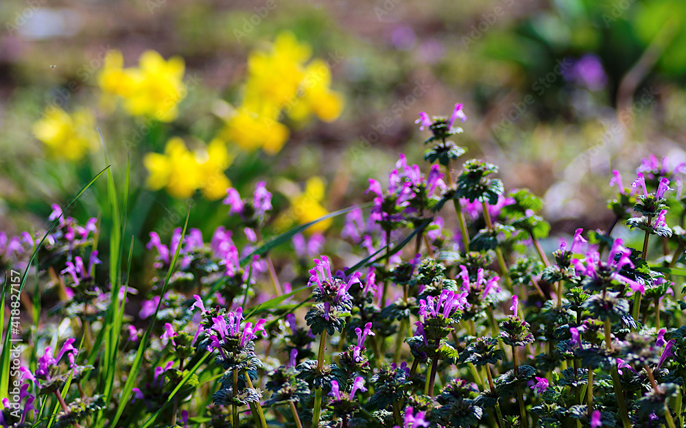 Fototapeta premium flowers in the field
