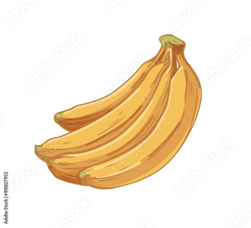 Ripe banana cluster or bunch isolated on white background. Tropical fresh yel...