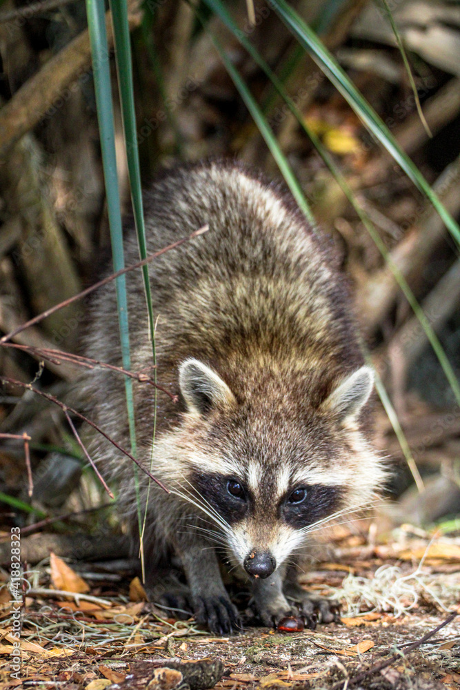 Raccoon in the crunch dark forest Raccoon in the crunch dark forest